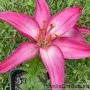 Liilia Tiny Diamond